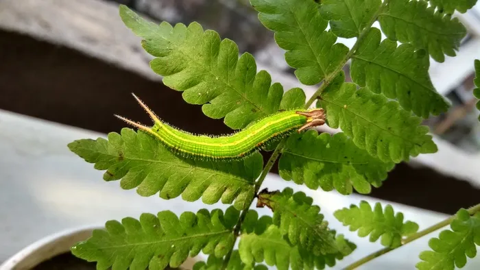 毛毛虫，绿色，自然，昆虫，生物，蛾