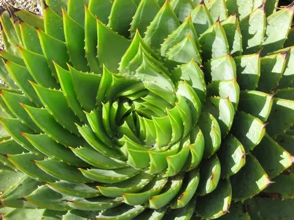 肉质,仙人掌,绿色,玫瑰,植物,设计 肉质,仙人掌,绿色,玫瑰,植物,设计