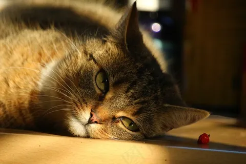 猫，辣椒，鲭鱼，Mieze，宠物，阿迪达斯