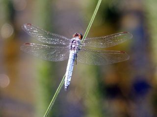 蜻蜓，昆虫，自然，红色的蜻蜓，花园，宏