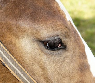 马，驹，关闭，眼睛，棕色，美