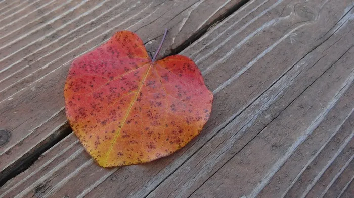 叶子，秋，秋天，性质，季节，多彩，下降