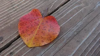 叶子，秋，秋天，性质，季节，多彩，下降