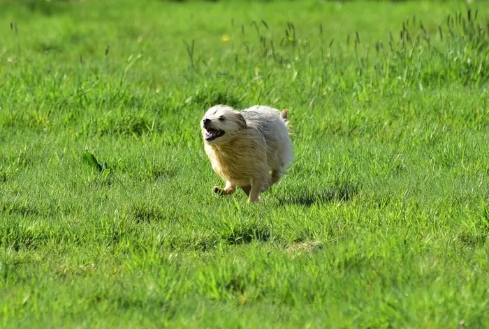 狗，运行，牧场，草，动物，乐趣，竞赛，性质