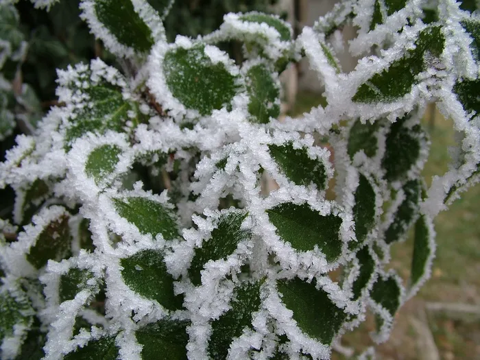 冰，冻结，叶子，冬季，弗罗斯特，磨砂，寒冬