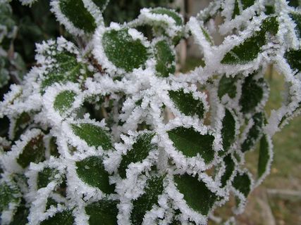 冰，冻结，叶子，冬季，弗罗斯特，磨砂，寒冬