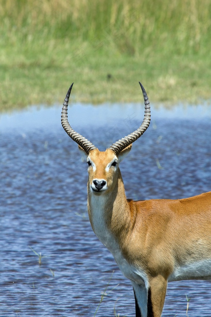 羚羊，非洲，Puku，Kobus Vardonii，Waterbuck