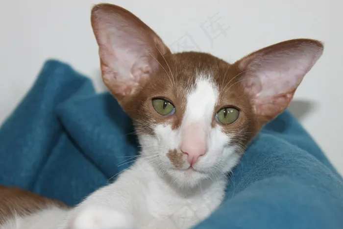 猫，小猫，猫宝宝，好奇，东方短毛猫，毛皮