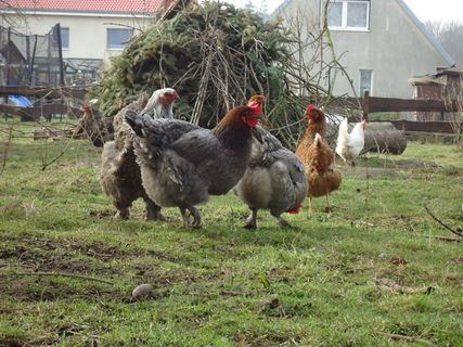 鸡，鸡，农场，羽毛，家禽，农业