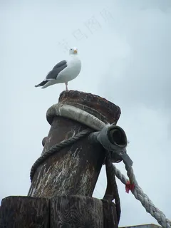 西格尔,海鸥,鸟,湾,旧金山,码头,飞 西格尔,海鸥,鸟,湾,旧金山,码头,飞