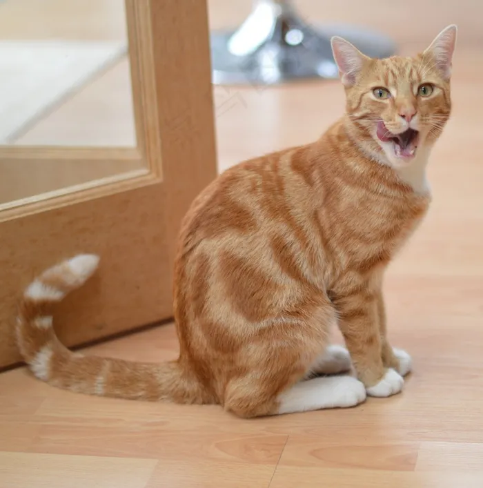 猫，虎斑猫，厨房，吃