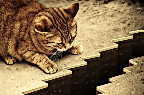 猫，宿醉，棕褐色，深渊，谨慎，风险，可爱