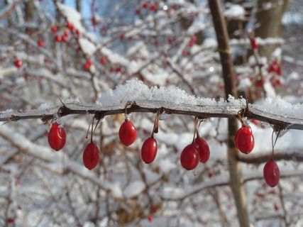 浆果，红色，芽，性质，雪，科，树，冰