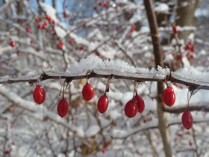 浆果，红色，芽，性质，雪，科，树，冰