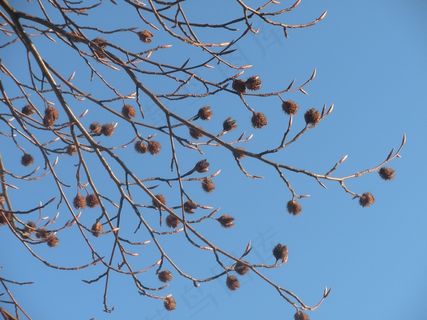 种子荚，干，成熟，芽，芽，叶