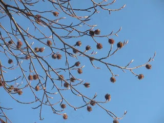 种子荚，干，成熟，芽，芽，叶