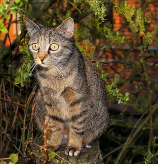 猫，花园，家猫，动物，甜，Mieze，前面
