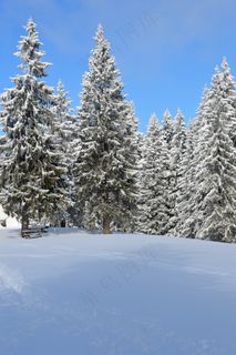 冬天，场面，山，仙境，森林，冷