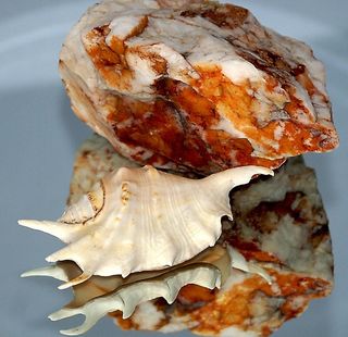 贝壳，岩石，石头，斑驳，纹理，发票