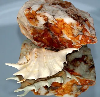 贝壳，岩石，石头，斑驳，纹理，发票