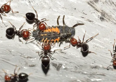 昆虫,膜翅目,蚂蚁,爬行类,黄mat 昆虫,膜翅目,蚂蚁,爬行类,黄mat