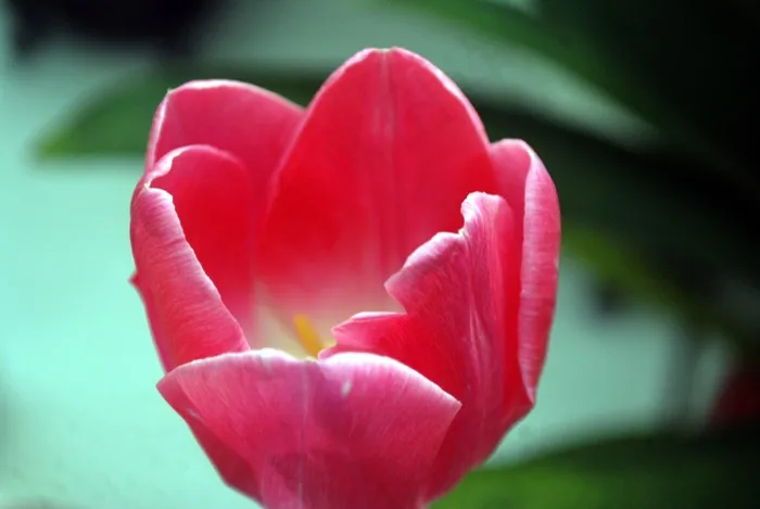 郁金香,郁金香花,克鲁西郁金香,月月红,玫瑰,郁金香花的透视
