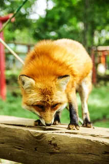 动物，狐狸，可爱