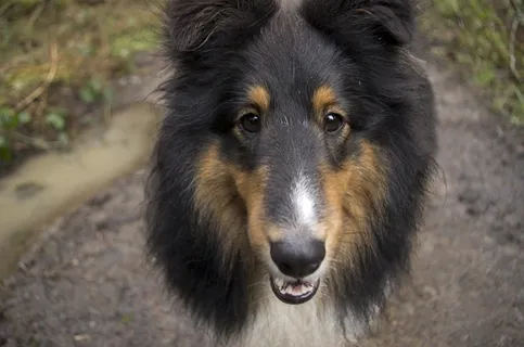 狗，脸，宠物，动物，家养，哺乳动物，年轻