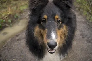 狗，脸，宠物，动物，家养，哺乳动物，年轻