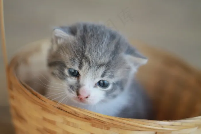 小猫，灰色的小猫，小猫，篮子里的小猫，可爱，猫