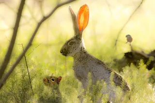 自然，兔子，松鼠，鸟，动物，和谐
