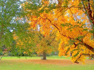秋，公园，树，秋天的落叶，出现，秋天的森林