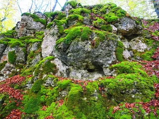 当然，石头，苔藓，Bemoost，绿色，杂草丛生