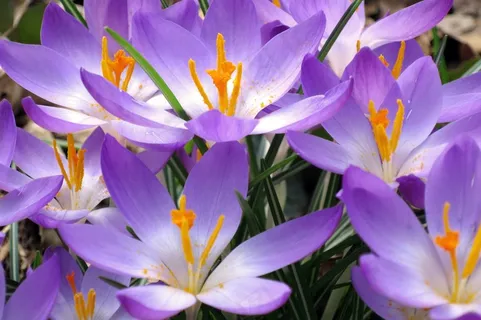 番红花,鲜花,紫色,Krocussen,橙色,自然 番红花,鲜花,紫色,Krocussen,橙色,自然