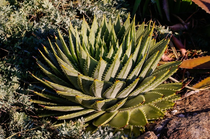 肉质，绿色，灰色，玫瑰花形，螺旋形，图案