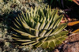 肉质，绿色，灰色，玫瑰花形，螺旋形，图案