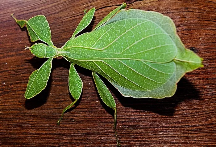 蟑螂走，绿色，小动物，Phylliinae