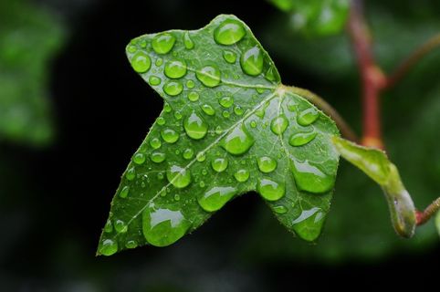 常春藤,自然,滴灌,常春藤叶,登山者,绿色 常春藤,自然,滴灌,常春藤叶,登山者,绿色