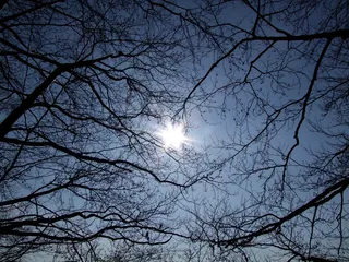 天空，天堂，太阳，自然，日落，夏天，光，树