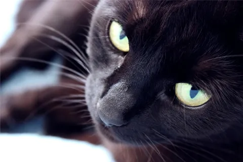 猫,家养,黑色,动物,宠物,可爱,猫的眼睛,眼睛 猫,家养,黑色,动物,宠物,可爱,猫的眼睛,眼睛
