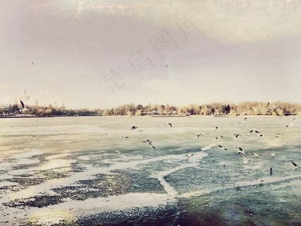 海洋，海，海滩，海岸，滨，海鸥，鸟