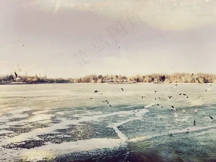 海洋，海，海滩，海岸，滨，海鸥，鸟