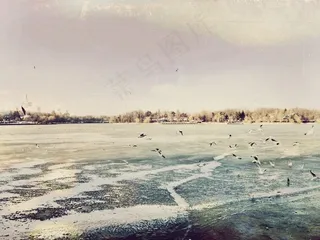 海洋，海，海滩，海岸，滨，海鸥，鸟
