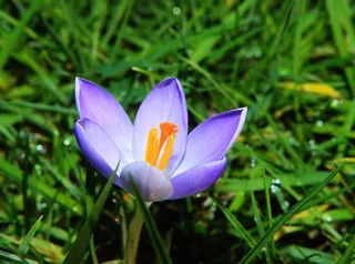 花，开花，番红花，冬天，蓝色，植物