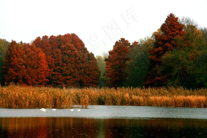 秋景，湖，森林，天鹅，反射，红色，景观