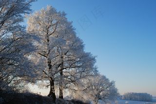 性质，冰，树，冬季，凝胶，冷，树木，风景