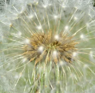蒲公英，植物，性质，指出花，草地