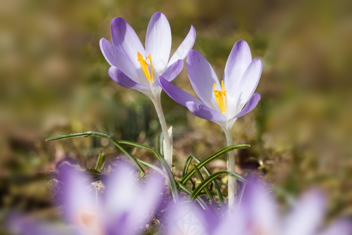 春，番红花，Schwertliliengeengewaechs，春番红花