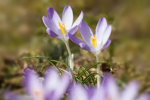 春,番红花,Schwertliliengeengewaechs,春番红花 春,番红花,Schwertliliengeengewaechs,春番红花