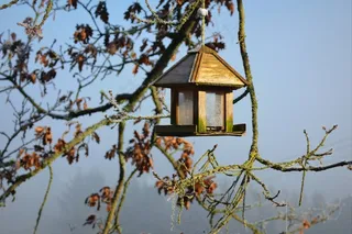 寒冷，婴儿床，冬天，自然，弗罗斯特